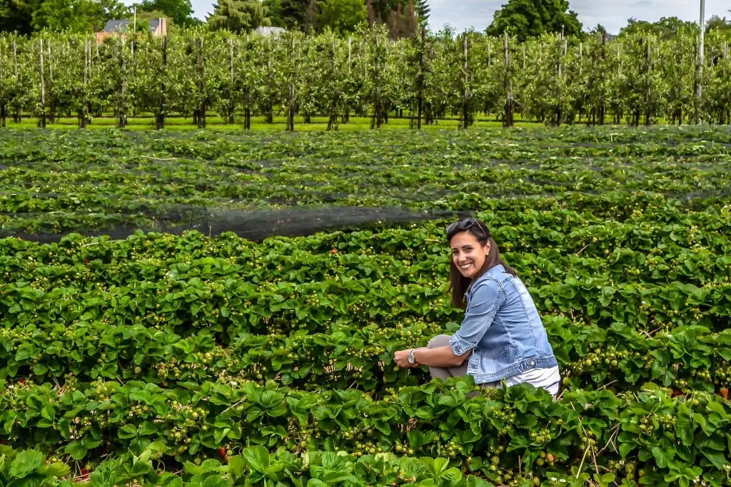 Strawberry Picking Around Dusseldorf