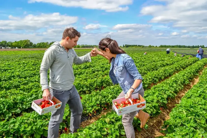 Picking Strawberries In Germany - Live and Let's Fly