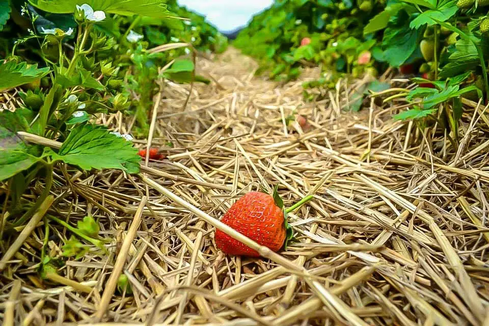 The Best Places for Strawberry Picking Around Düsseldorf