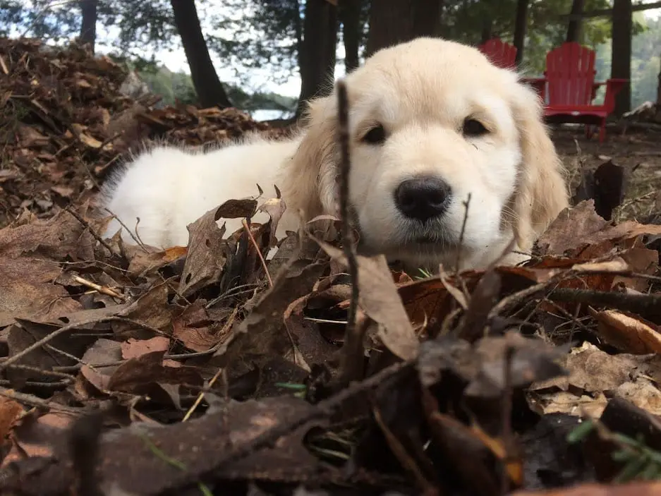 8 of the Best Pet Supply Shops in Düsseldorf