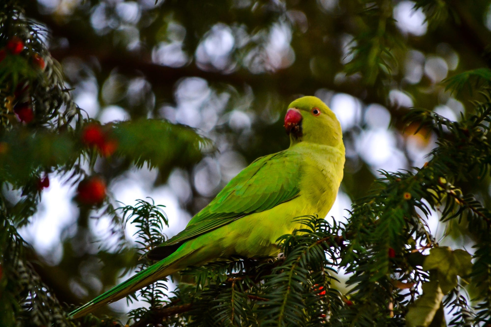 The Mysterious Story of the Green Parrots in Düsseldorf