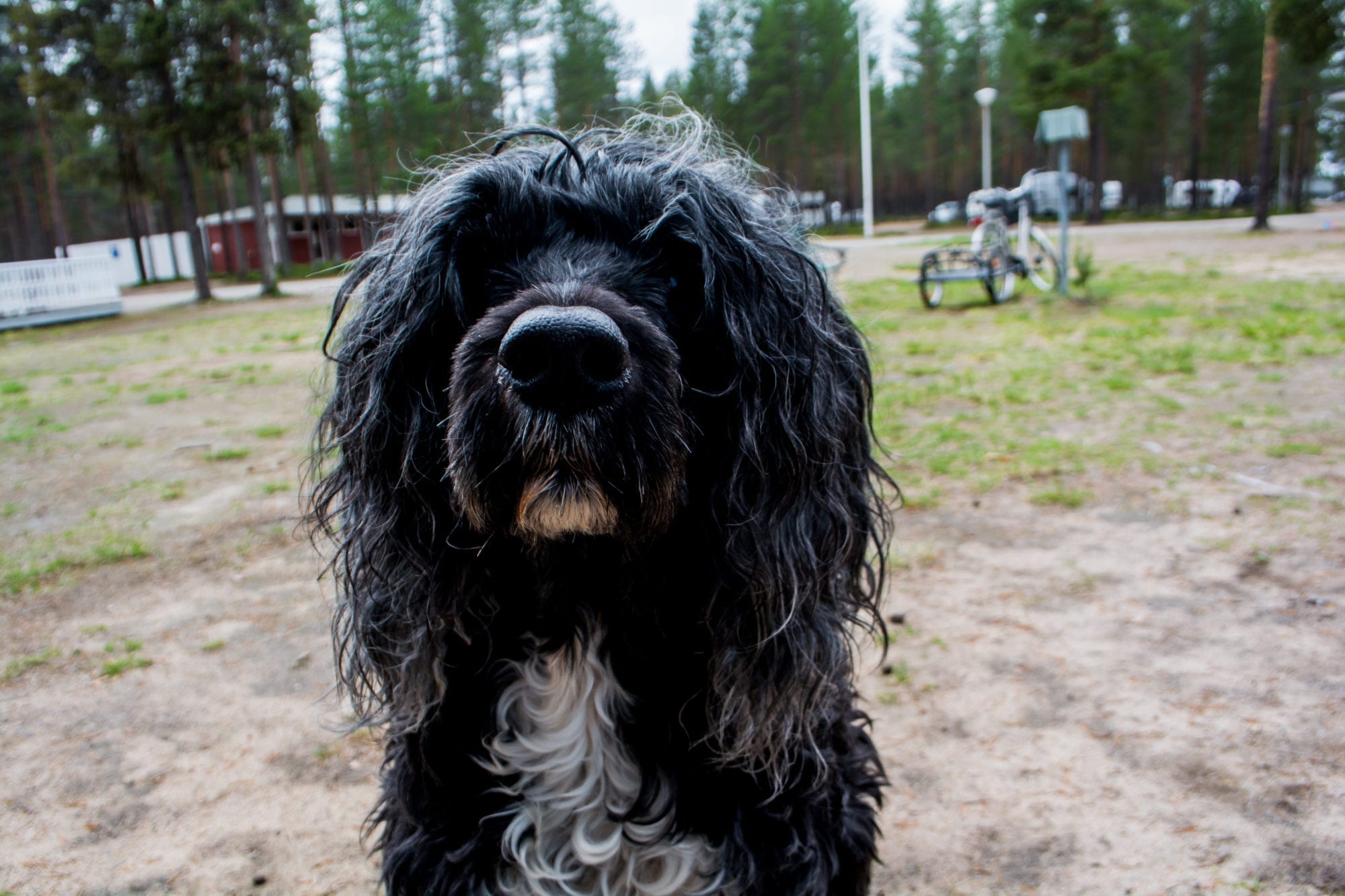 The 4 Step Process on How to Adopt a Pet at the Animal Shelter in Düsseldorf