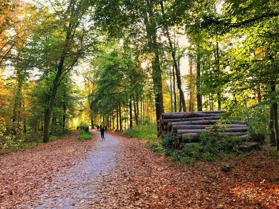 Grafenberg Forest Bike Paths