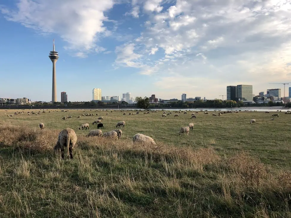 Rheinallee Bike Path