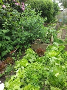 Start a Vegetable Garden Indoors - 2