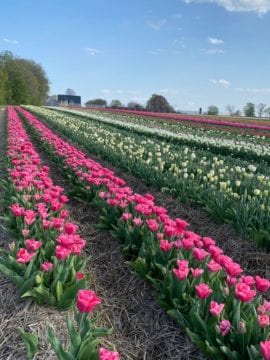 Tulip Fields Düsseldorf