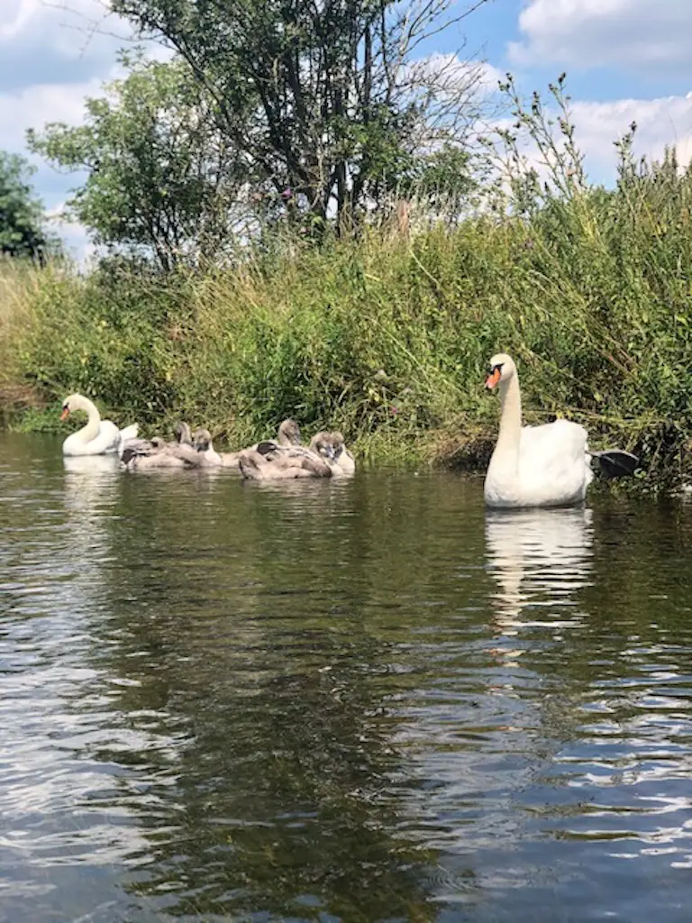 Kayaking on the Niers River