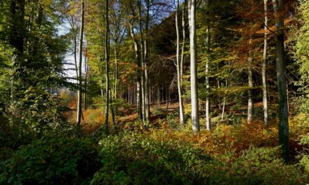 DAY TRIP: The Kettwiger Panoramasteig | A Gorgeous Hike Along The Ruhr