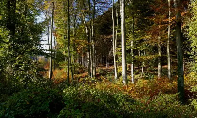 DAY TRIP: The Kettwiger Panoramasteig | A Gorgeous Hike Along The Ruhr