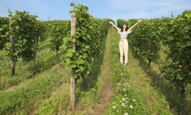 5 of the Best Wine Experiences and Day Trips Just Outside Düsseldorf